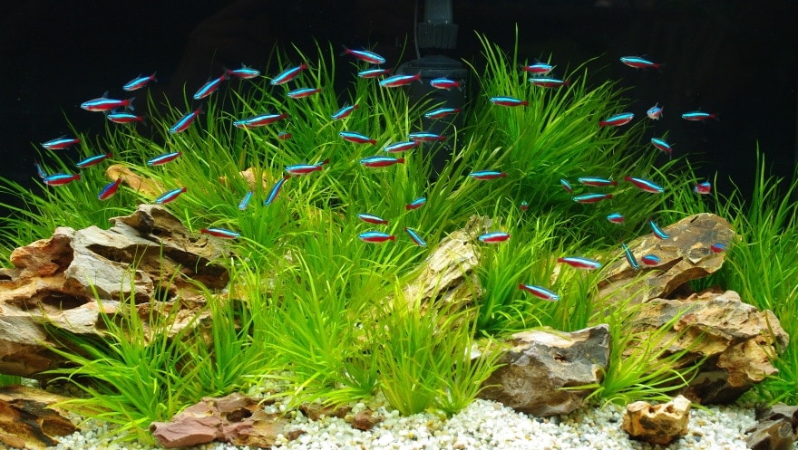 bể cá với neon tetras