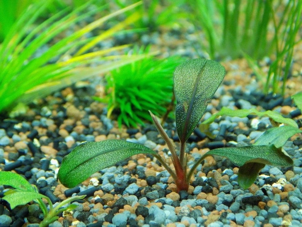 aquarium with plants and gravel