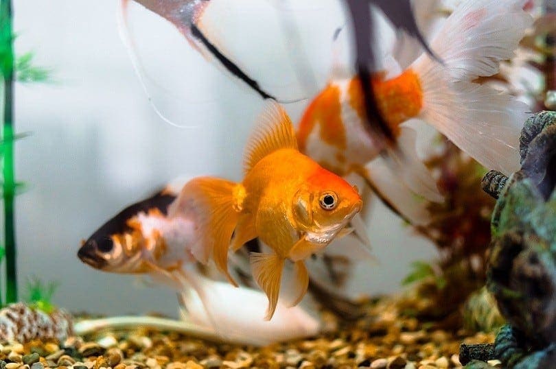 aquariums-goldfish-pixabay