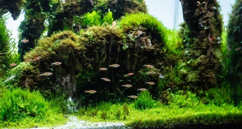 aquatic-plant-tank-made-with-dragon-stone-arrangement_BLUR-LIFE-1975_shutterstock