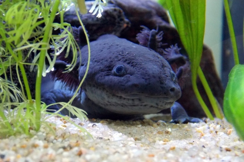 axolotl close up
