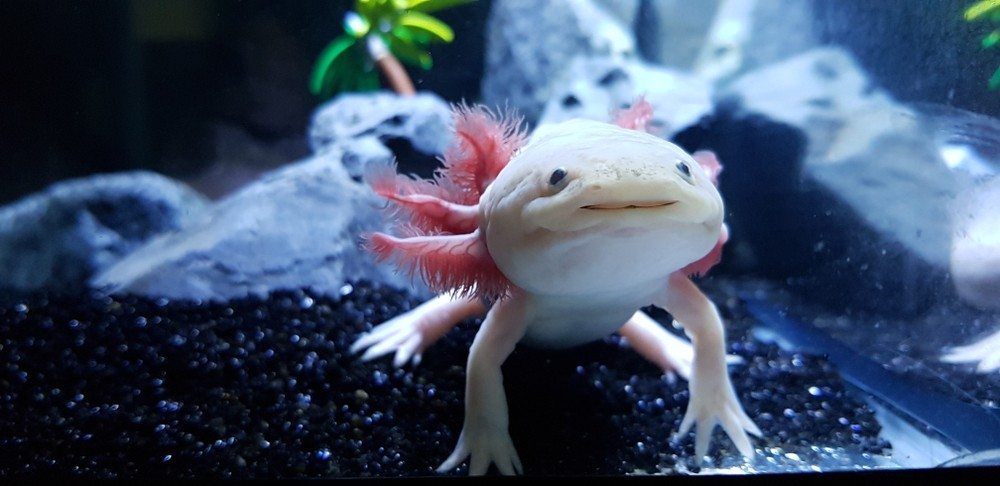 Axolotl Aquarium Thermometer