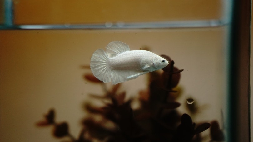 baby betta