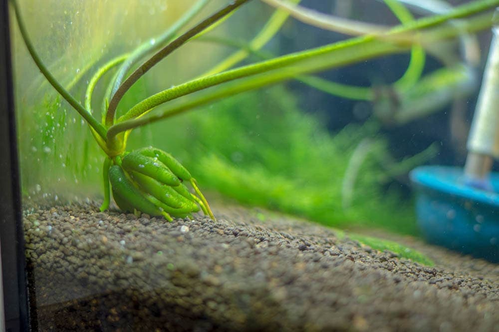 banana plant at the bottom of the tank