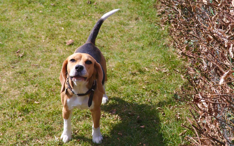 beagle dog barking