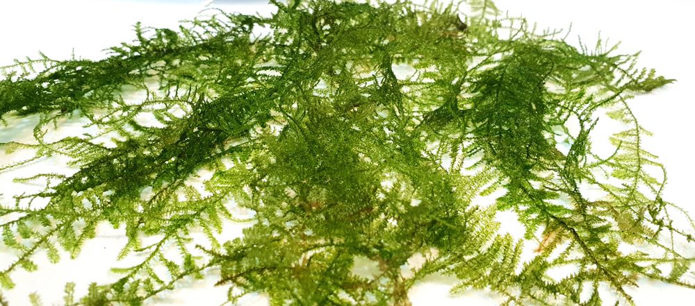 How to Care for Christmas Moss - Maryland Aquarium Design, Installation,  and Maintenance