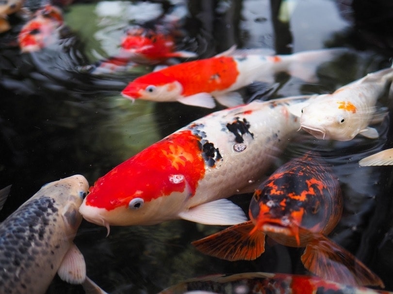 beautiful koi fish