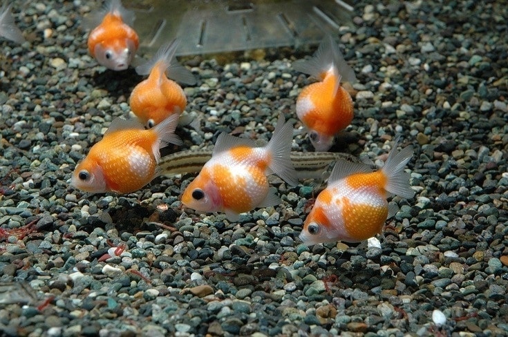 beautiful pearlscale goldfishes