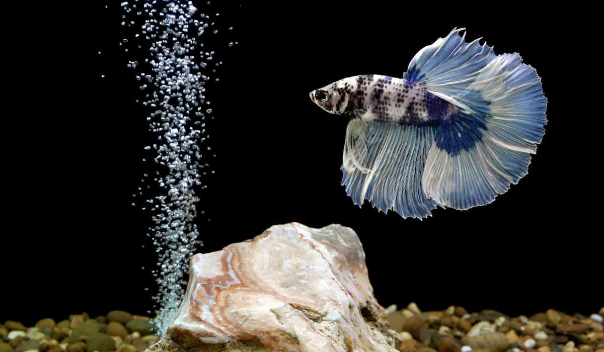 A large finned blue betta in a tank with black background and a trail of bubbles rising