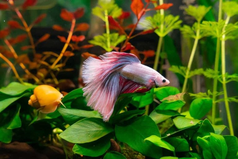 Is My Betta Filter Current Too Strong? VetReviewed Tips & Advice Hepper