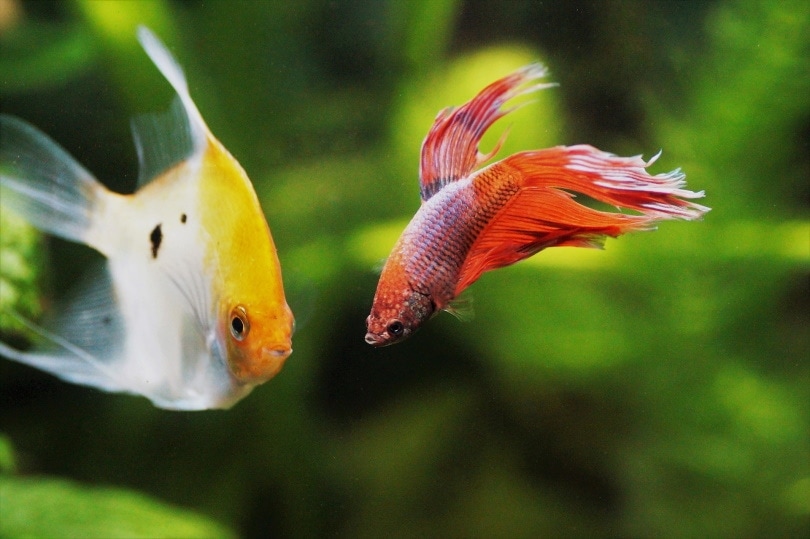 betta and angelfish together in aquarium
