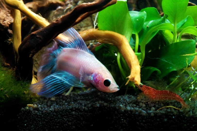 betta and cherry shrimp in aquarium