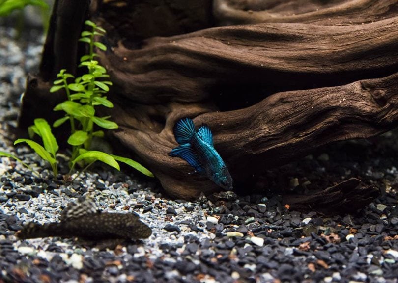 betta and pleco