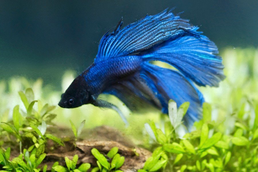 betta fish_Armacus, Shutterstock