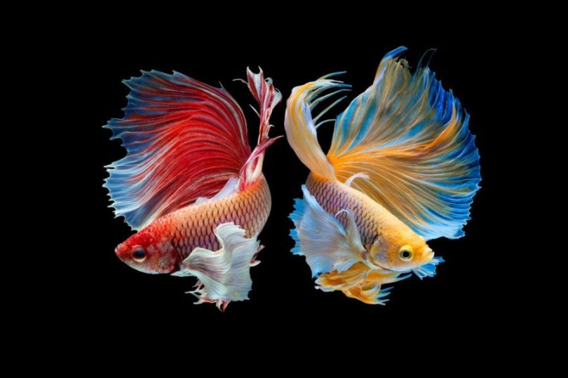 most beautiful fish in the world  -   Red crown tail Betta fish