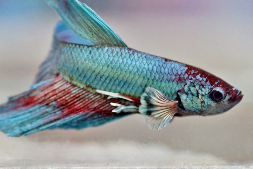 betta fish fading color