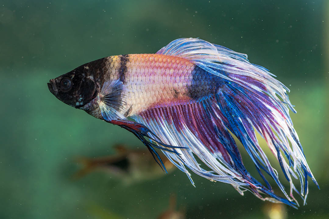 betta fish fin loss