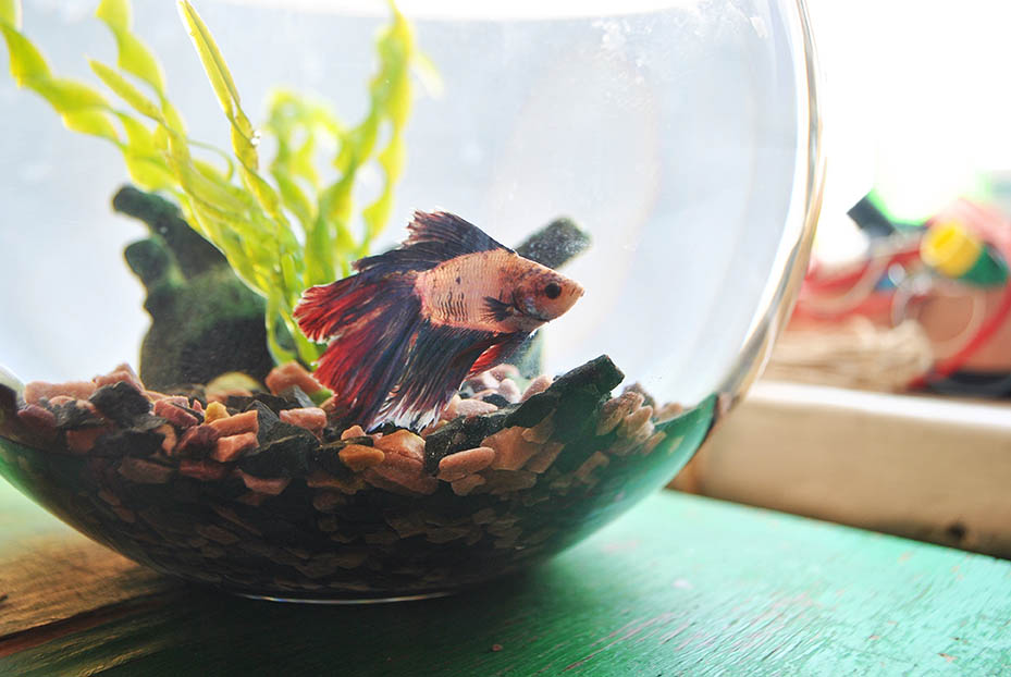 Betta Fish in a Bowl