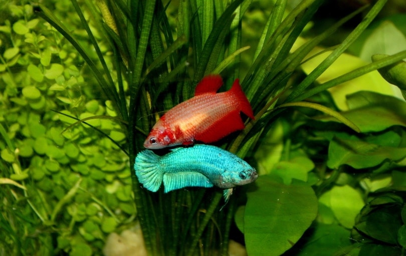 female betta fish in aquarium