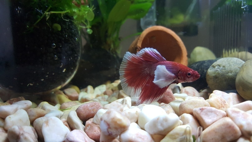 betta fish in aquarium