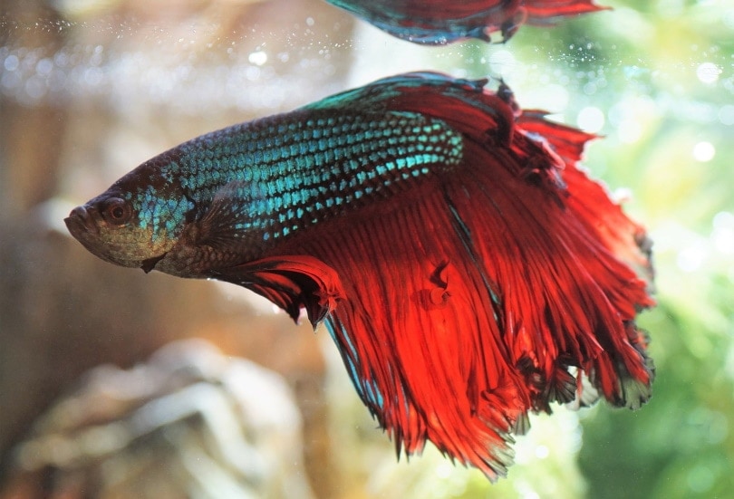 betta fish in aquarium