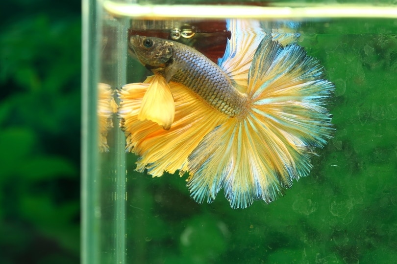 betta fish in aquarium