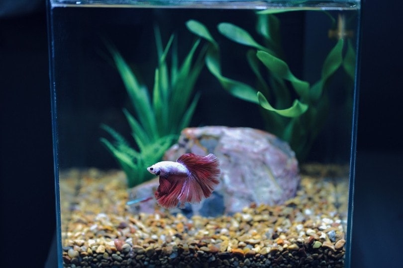 betta fish inside aquarium