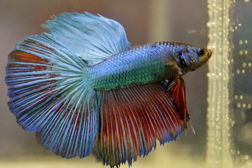 cá betta bị mất màu