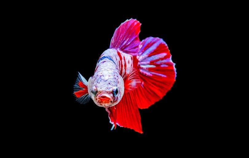 betta fish popeye