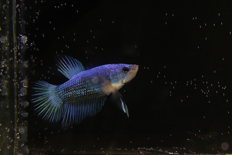 filter is too strong for betta