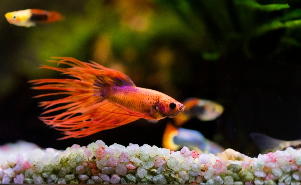 betta fish swimming near the substrate in the aquarium