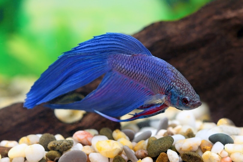 Can Betta Fish Have Seizures 