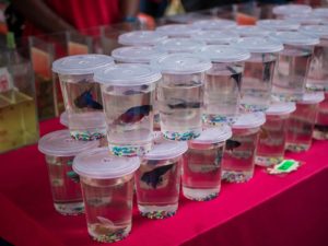 How to Transfer a Betta Fish from Cup to Tank | Hepper