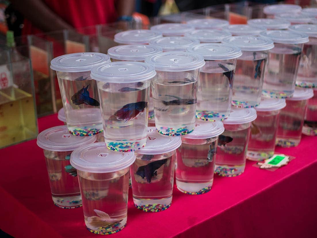 Betta fishes in cups