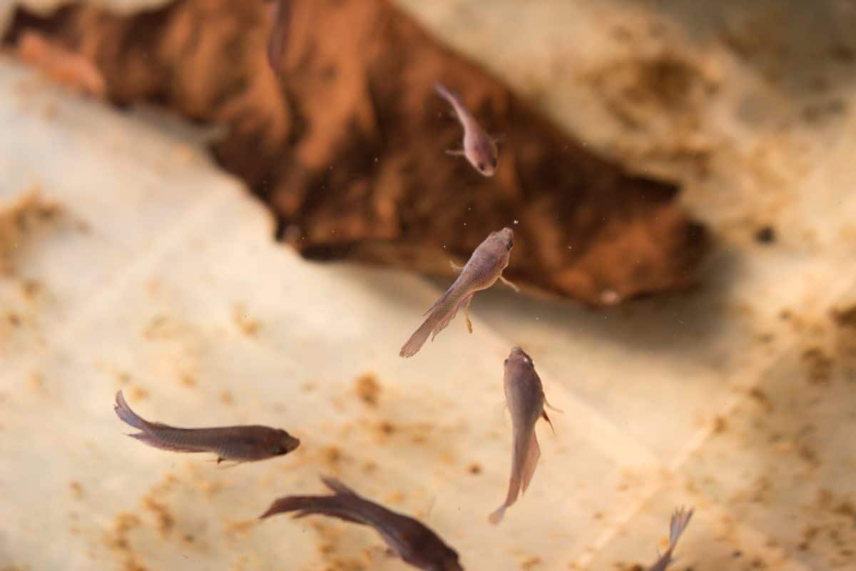 Cận cảnh hình ảnh cá betta chiên đang được cho ăn daphnia hoặc bọ chét nước trong bể. Betta splendes nhìn từ trên xuống
