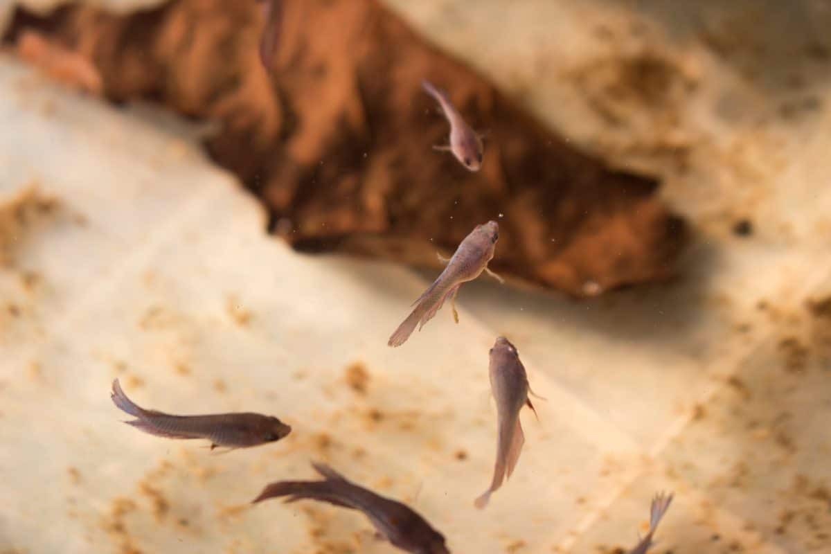 Close up image of betta fish fries been feeding with daphnia or water fleas in tank. Top above view betta splendes