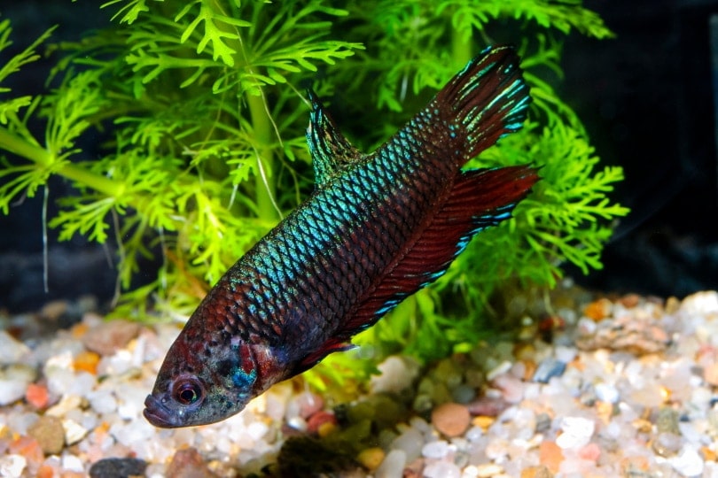 betta imbellis in aquarium