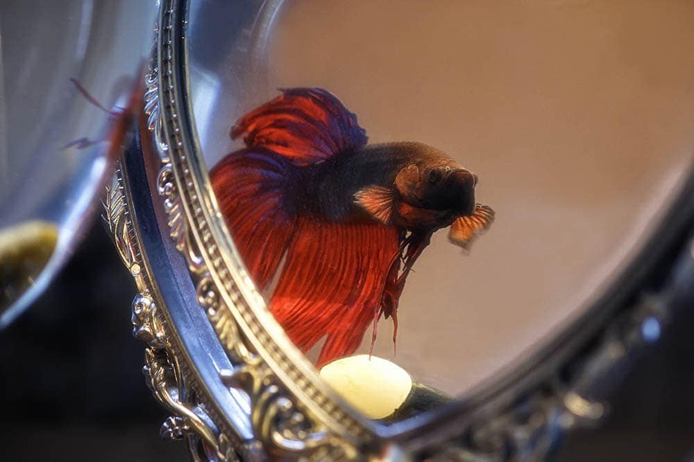 Do Betta Fish like Mirrors? Everything You Need to Know! | Hepper