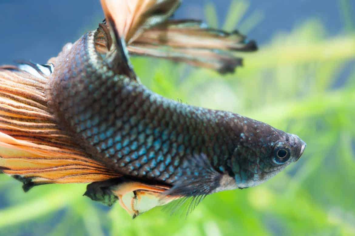 Close up of a blue / brown betta fish against a background of blurred green aquarium plants