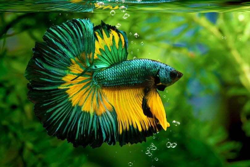 betta slendens in aquarium