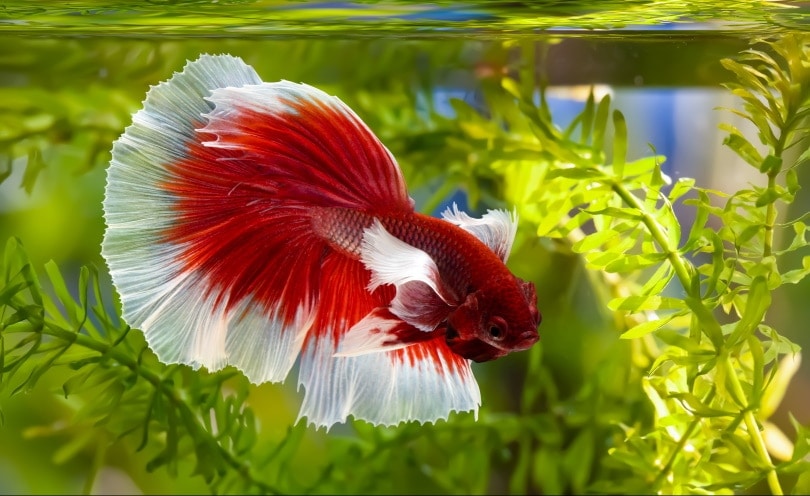 cá betta splendens trong bể thủy sinh