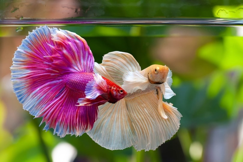 betta splendens trên nền thiên nhiên