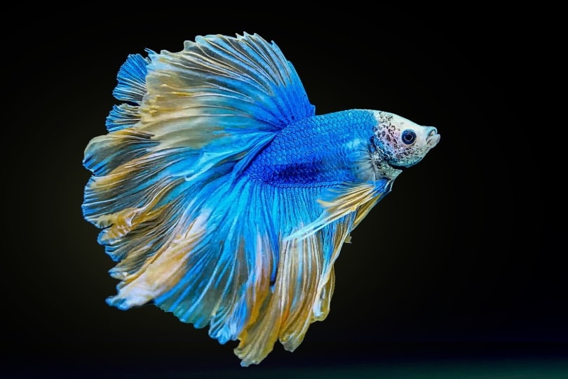 cá betta splendens