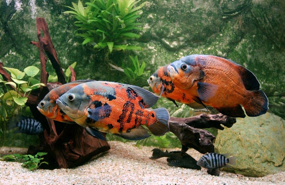 black and orange oscar fish