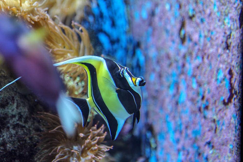 black and white anglefish