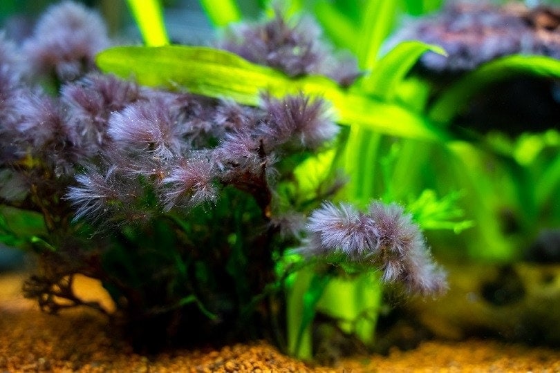 black beard algae or brush algae