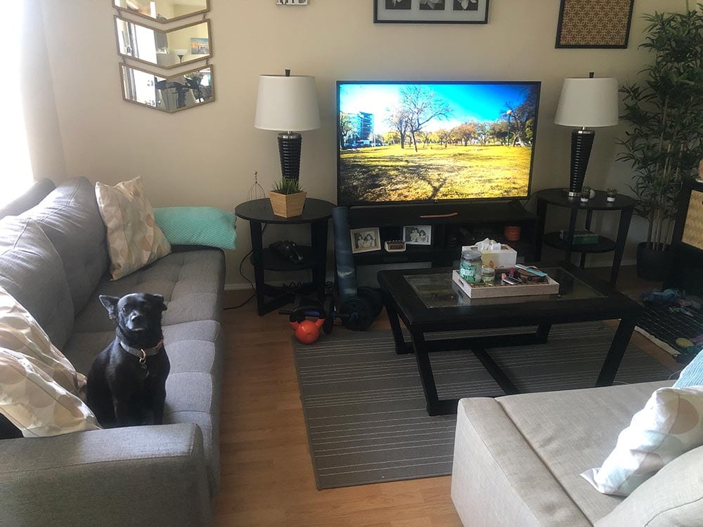 black dog and dogtv subscription