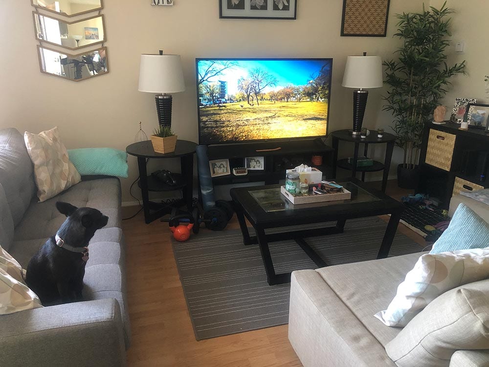 black dog watching dogtv streaming service