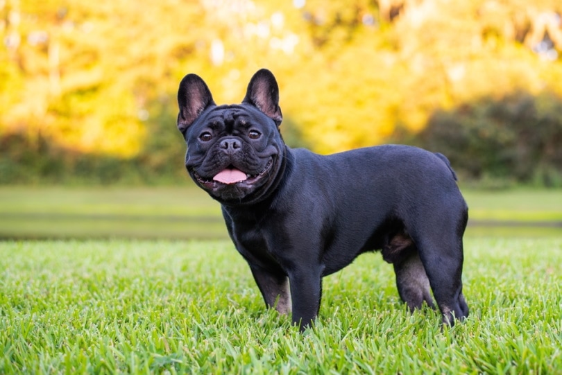 black french bulldog standing on the grass