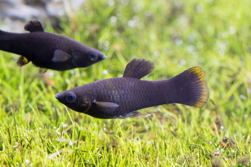 11 Easiest Fish to Take Care Of For Beginners